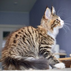 Maine Coon NOV Bright Star