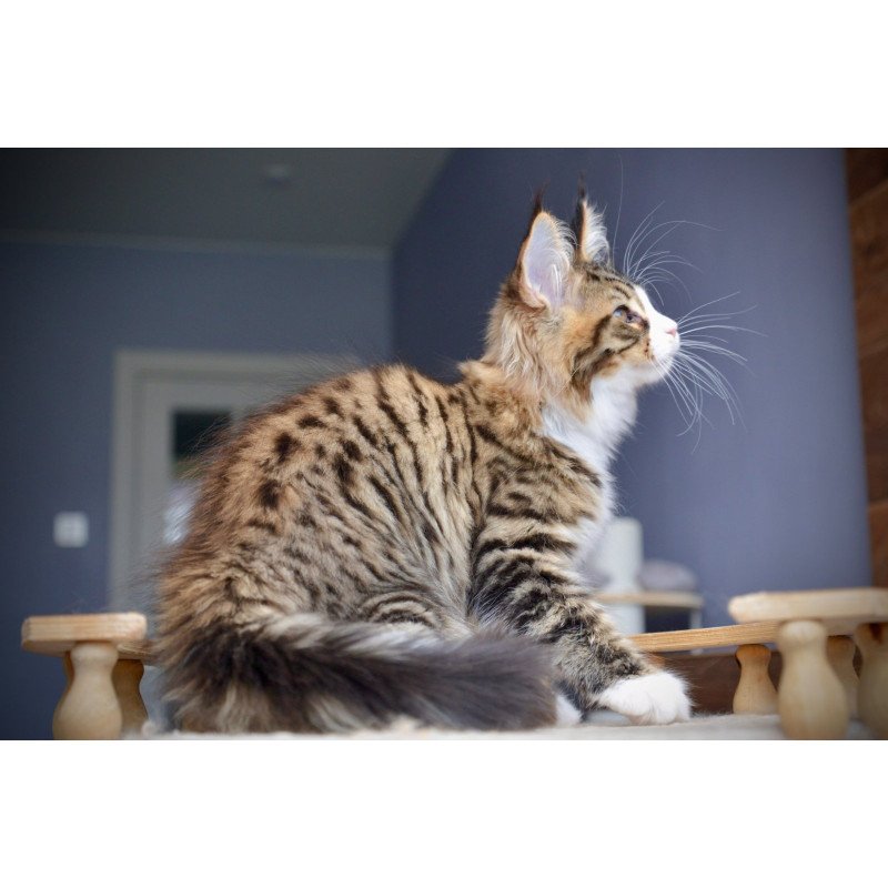 Maine Coon NOV Bright Star