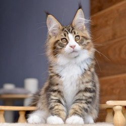 Maine Coon NOV Bright Star