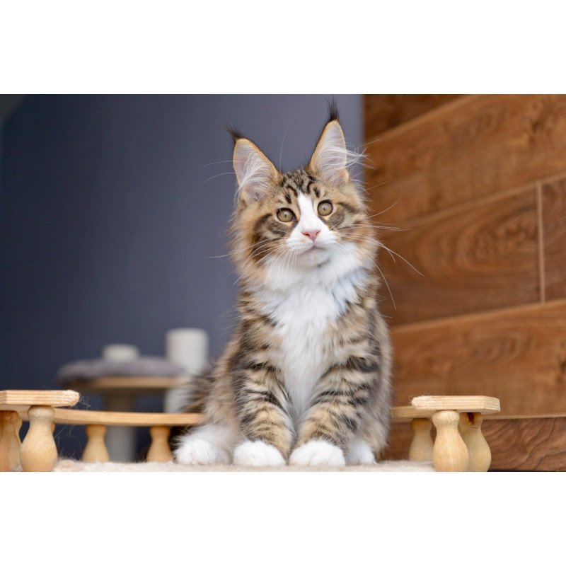 Maine Coon NOV Bright Star