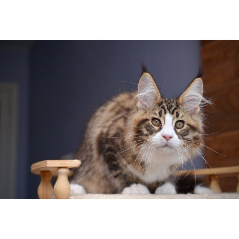 Maine Coon NOV Bright Star
