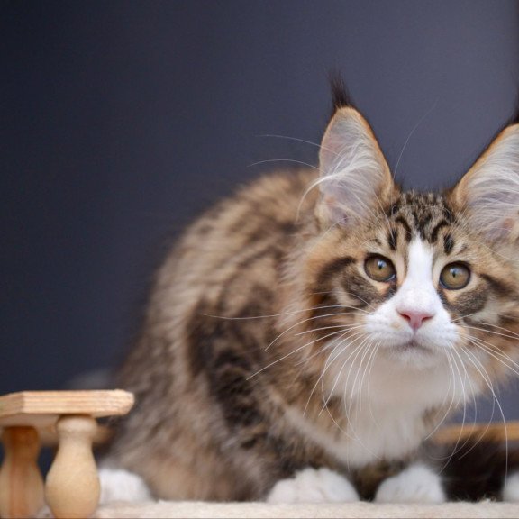 Maine Coon NOV Bright Star