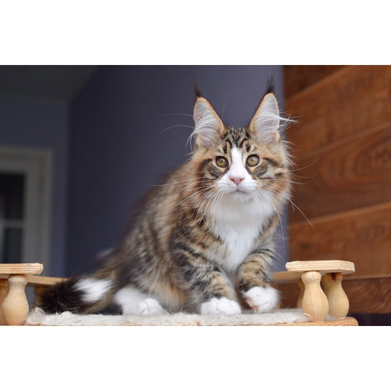 Maine Coon NOV Bright Star