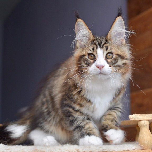 Maine Coon NOV Bright Star