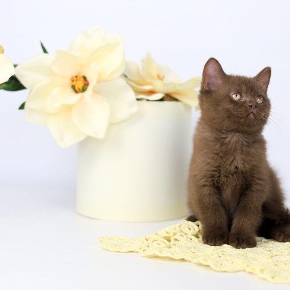 British NOV Yahont