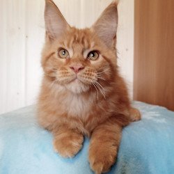 Maine Coon NOV Willy