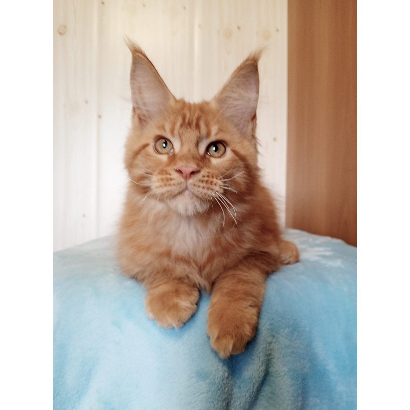Maine Coon NOV Willy