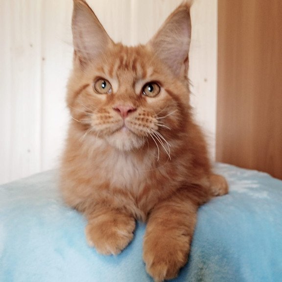 Maine Coon NOV Willy