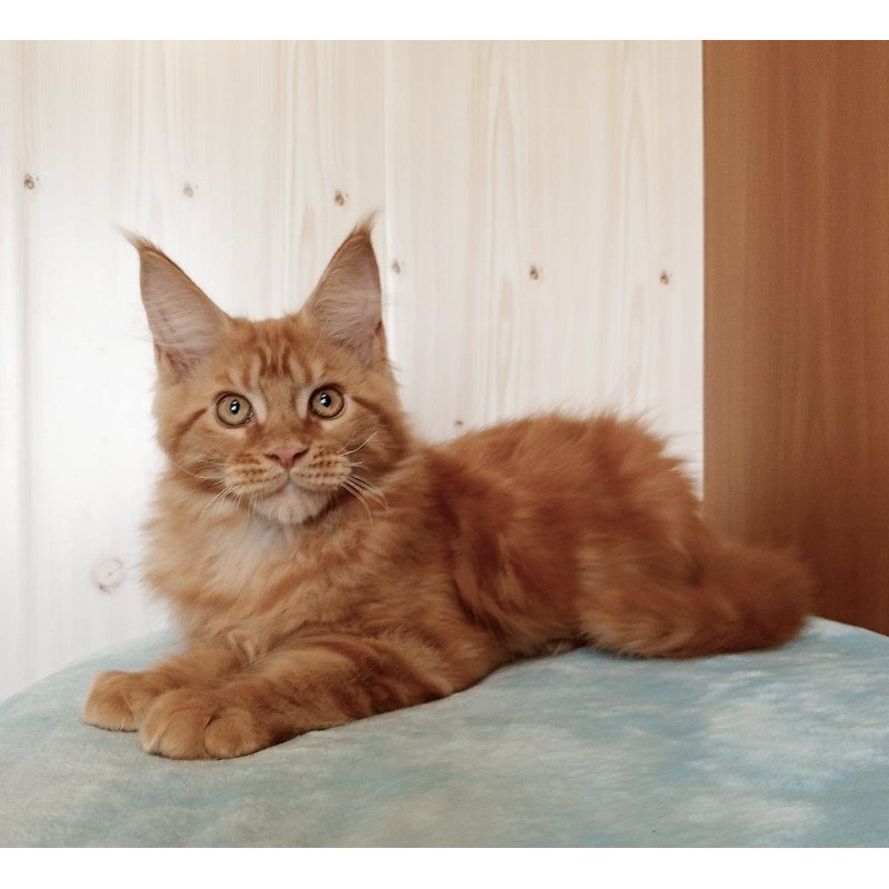Maine Coon NOV Willy