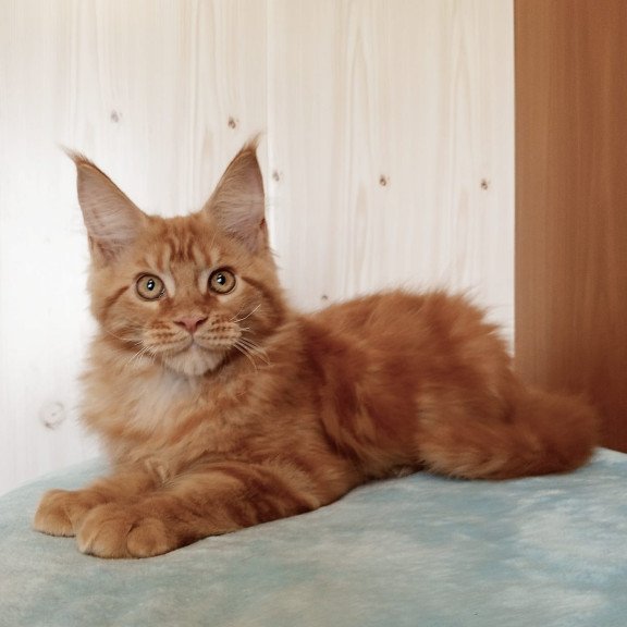 Maine Coon NOV Willy