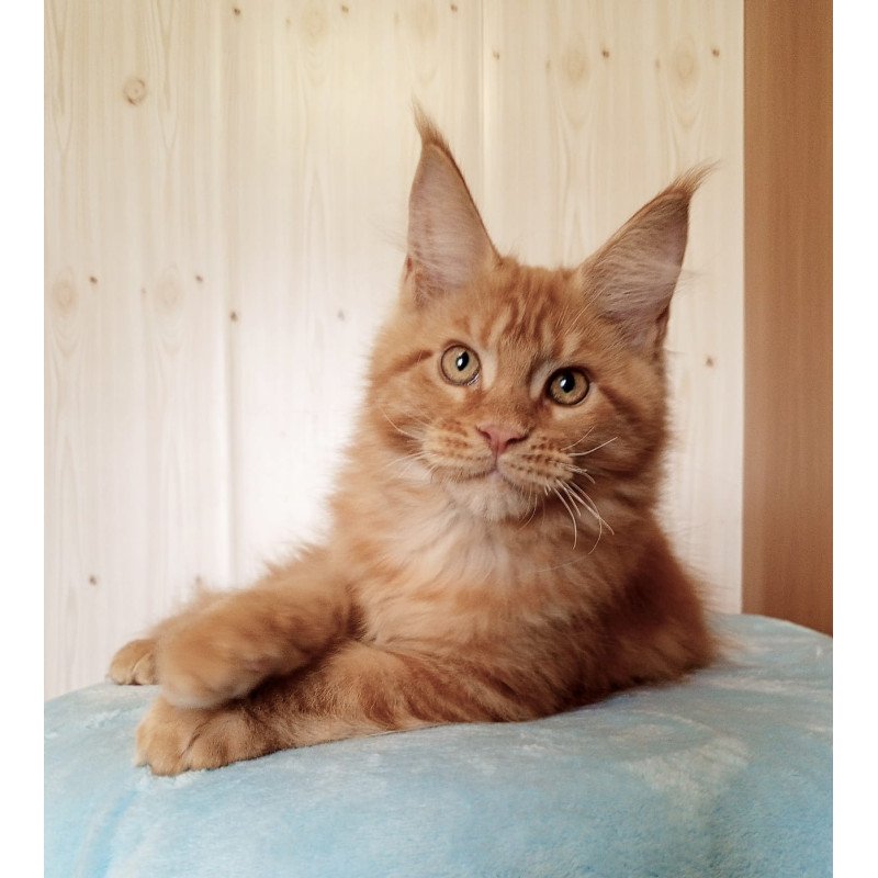 Maine Coon NOV Willy