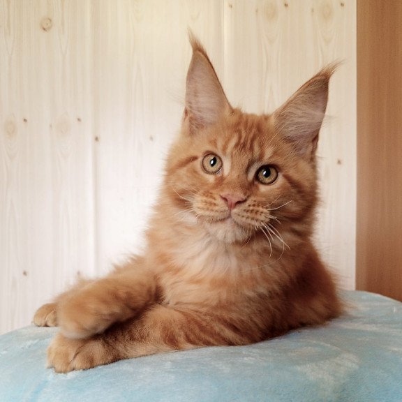 Maine Coon NOV Willy