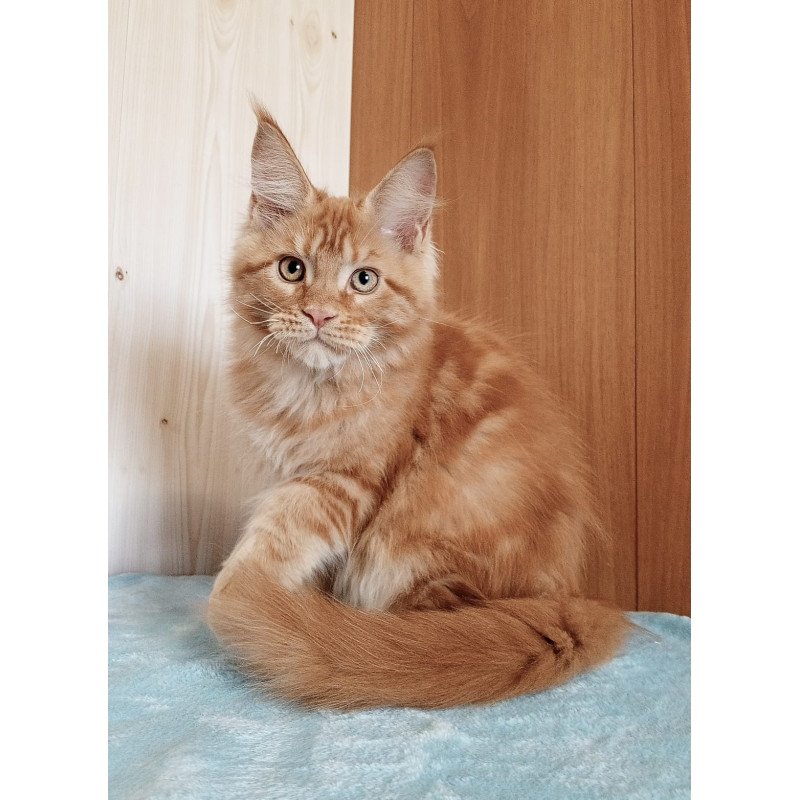 Maine Coon NOV Willy