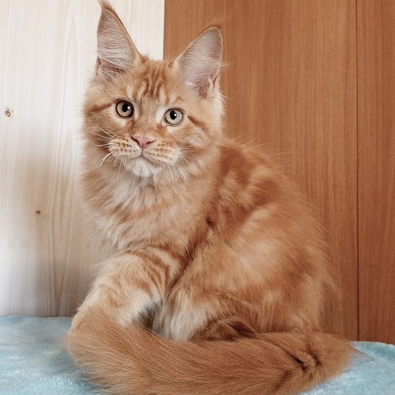 Maine Coon NOV Willy