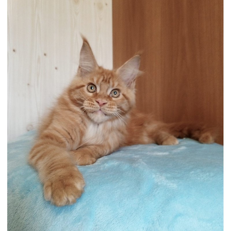 Maine Coon NOV Willy