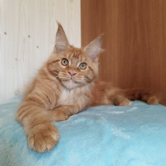 Maine Coon NOV Willy