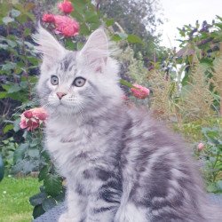 Maine Coon NOV Irbis