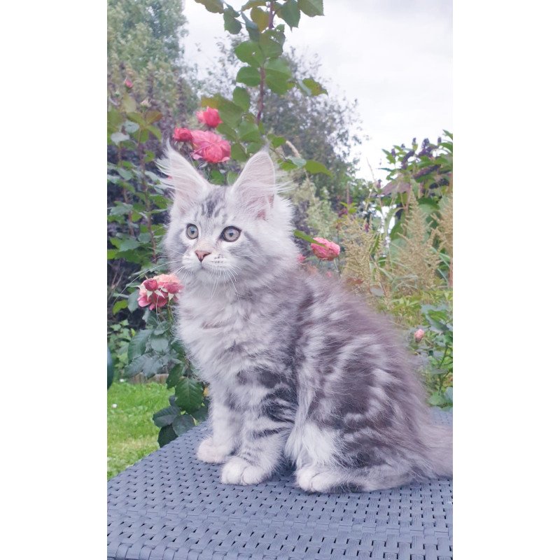 Maine Coon NOV Irbis