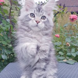 Maine Coon NOV Irbis