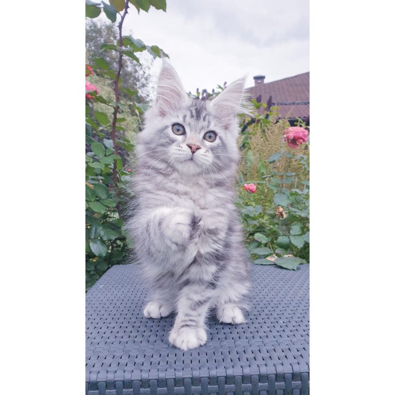 Maine Coon NOV Irbis