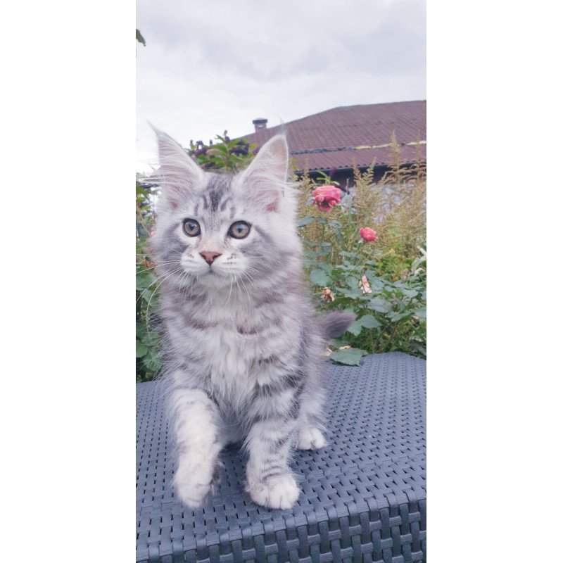 Maine Coon NOV Irbis