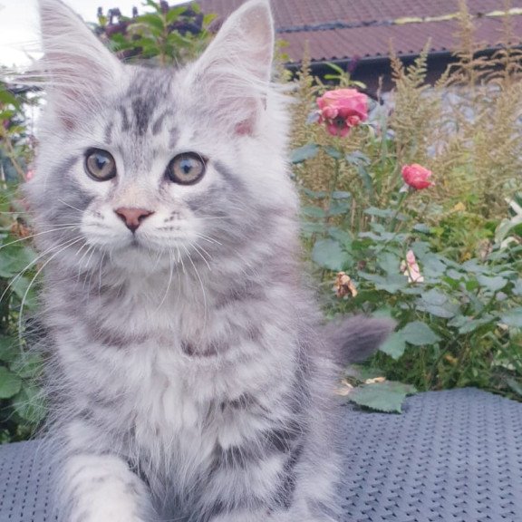Maine Coon NOV Irbis