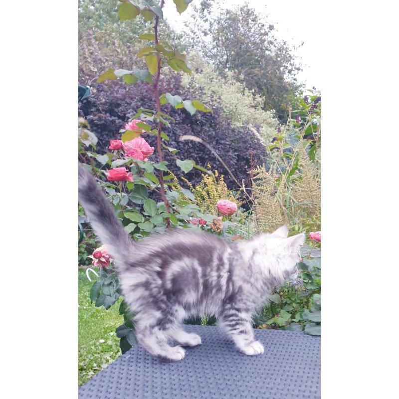Maine Coon NOV Irbis