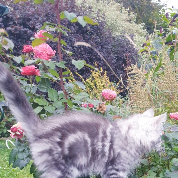 Maine Coon NOV Irbis