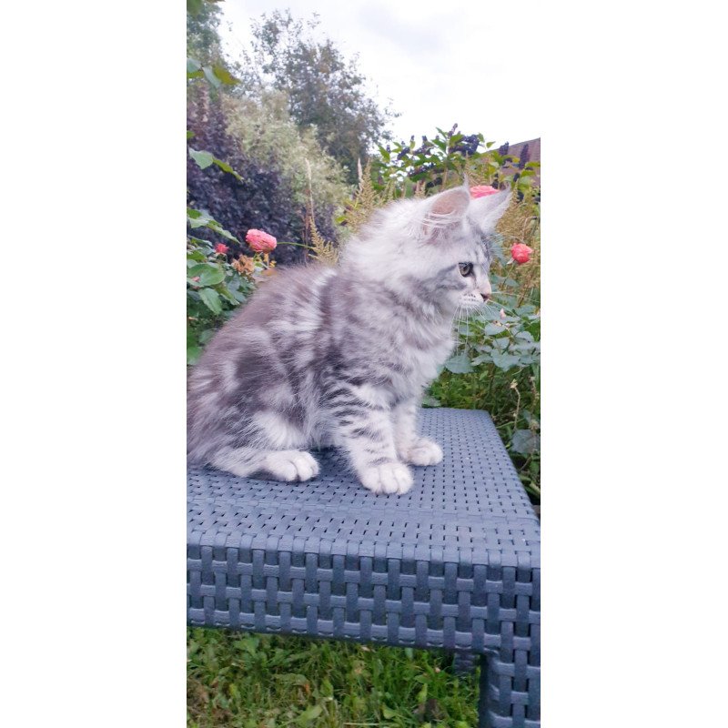 Maine Coon NOV Irbis