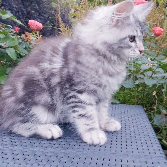 Maine Coon NOV Irbis