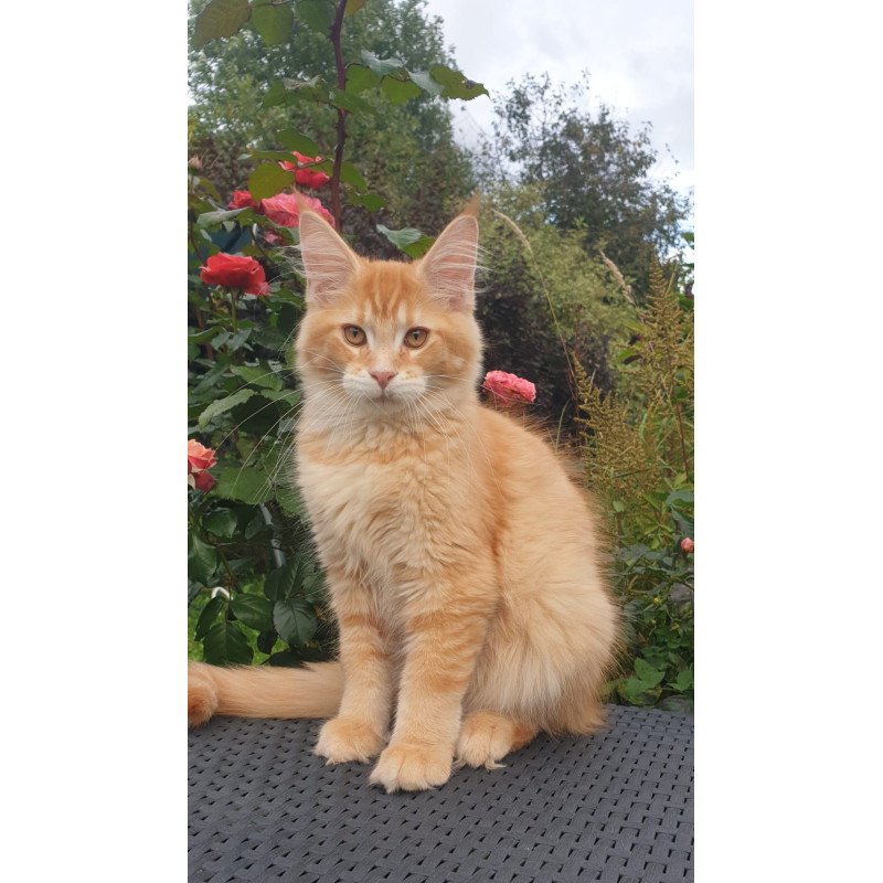 Maine Coon NOV Hugo