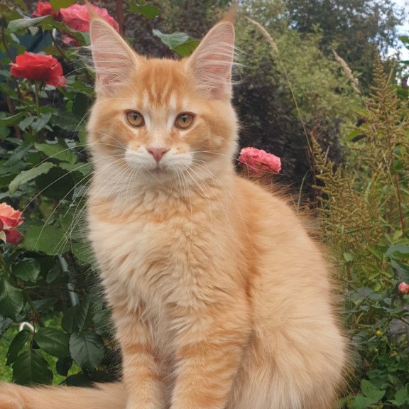 Maine Coon NOV Hugo