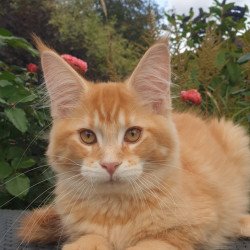 Maine Coon NOV Hugo