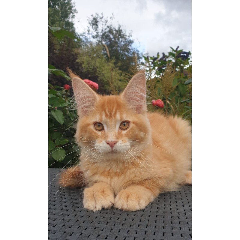 Maine Coon NOV Hugo
