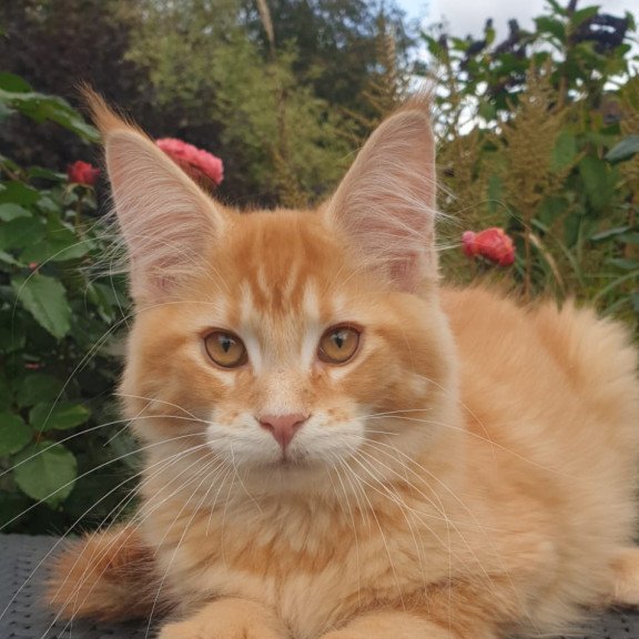 Maine Coon NOV Hugo