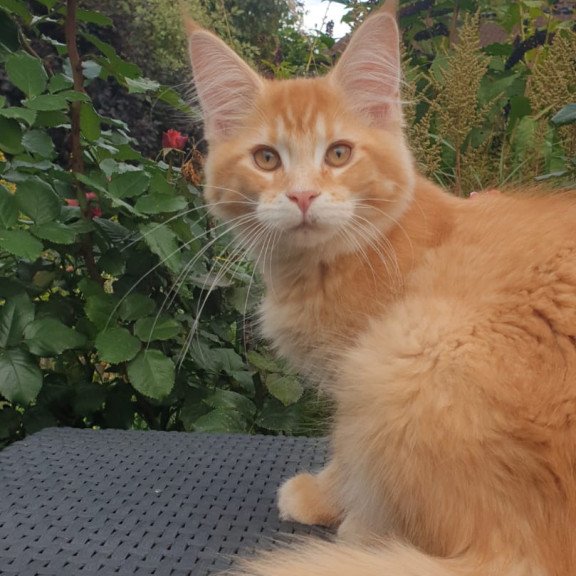 Maine Coon NOV Hugo