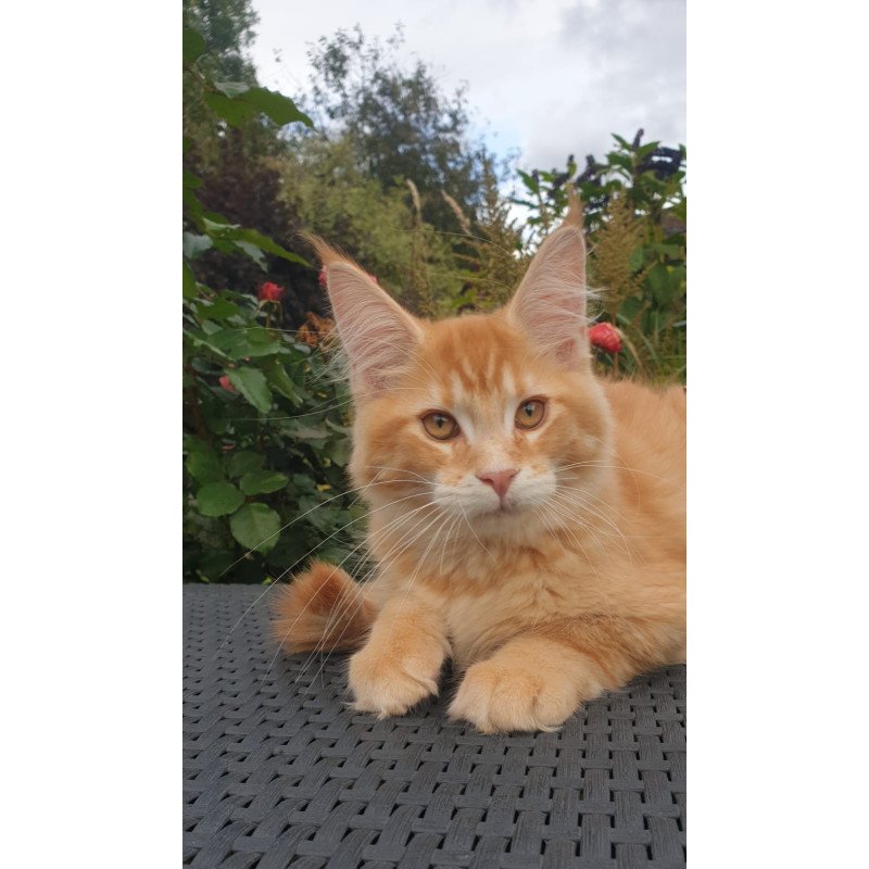Maine Coon NOV Hugo