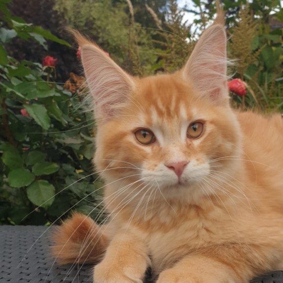 Maine Coon NOV Hugo