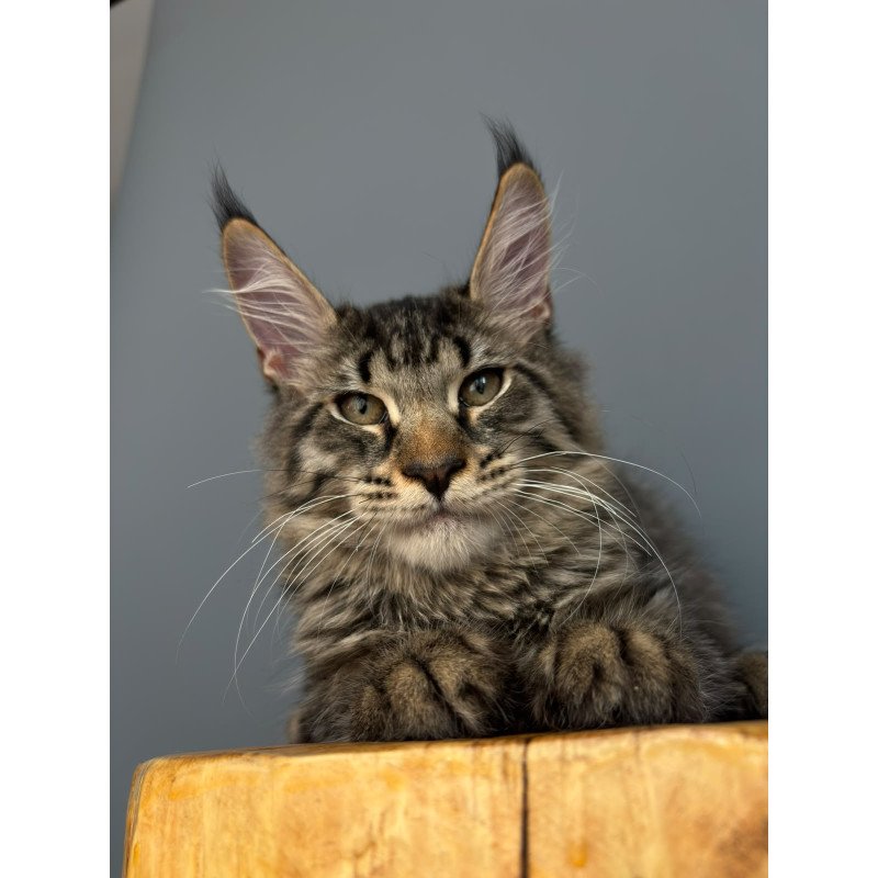 Maine Coon NOV Cookie