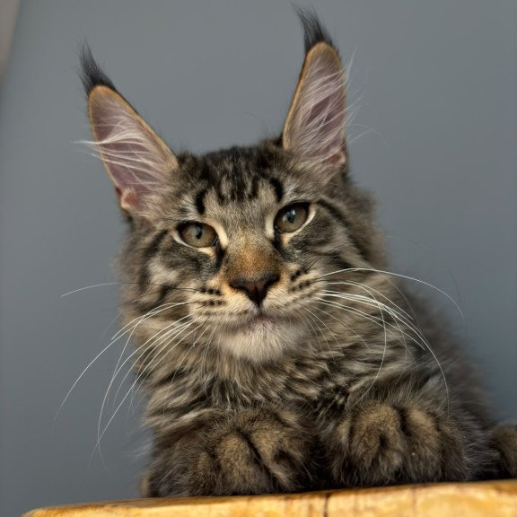 Maine Coon NOV Cookie