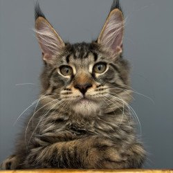 Maine Coon NOV Cookie