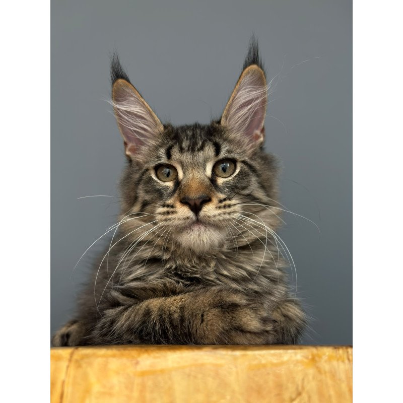 Maine Coon NOV Cookie