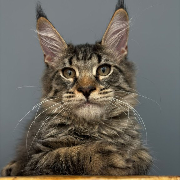 Maine Coon NOV Cookie