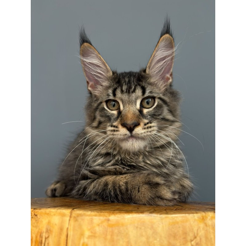 Maine Coon NOV Cookie