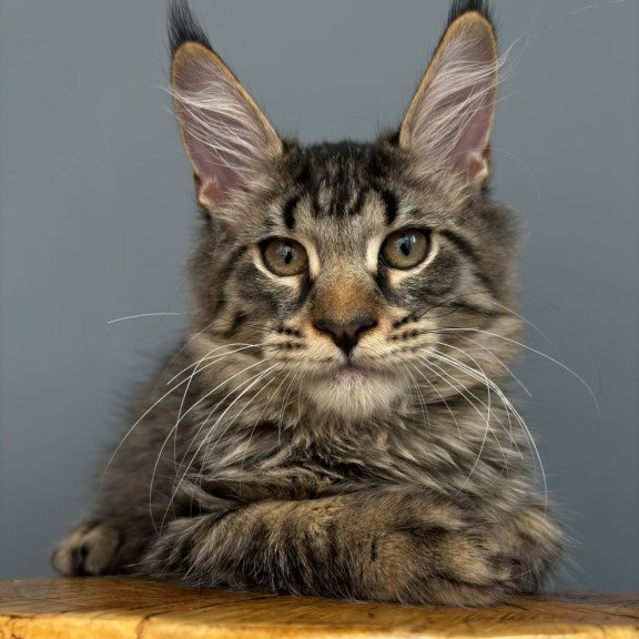 Maine Coon NOV Cookie