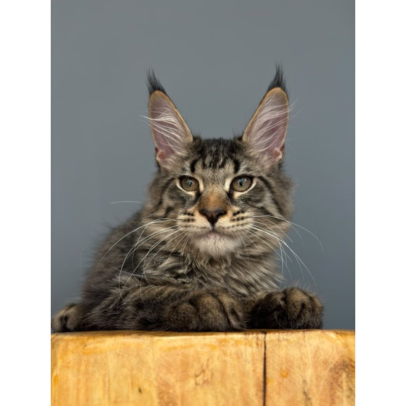 Maine Coon NOV Cookie