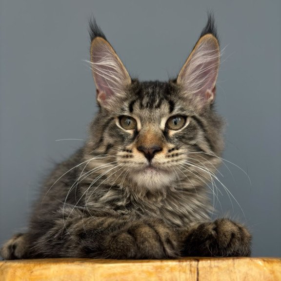 Maine Coon NOV Cookie