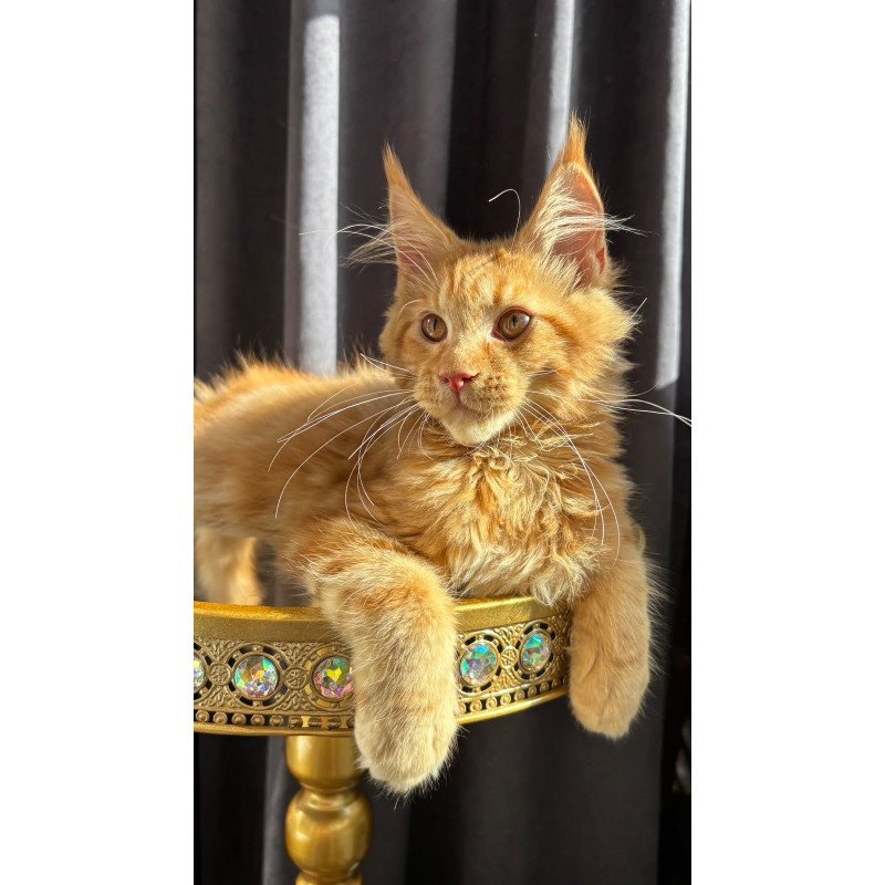 Maine Coon NOV Iggy