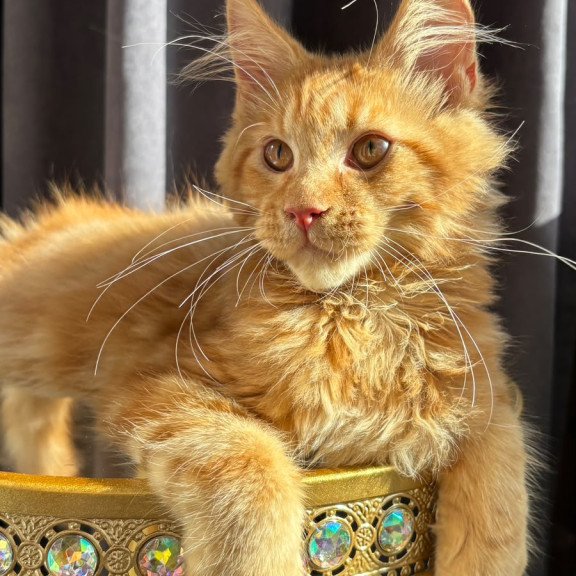 Maine Coon NOV Iggy