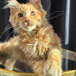 Maine Coon NOV Iggy